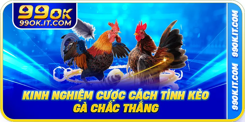 Kinh nghiệm cược cách tính kèo gà chắc thắng
