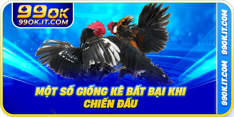 Một số giống kê bất bại khi chiến đấu